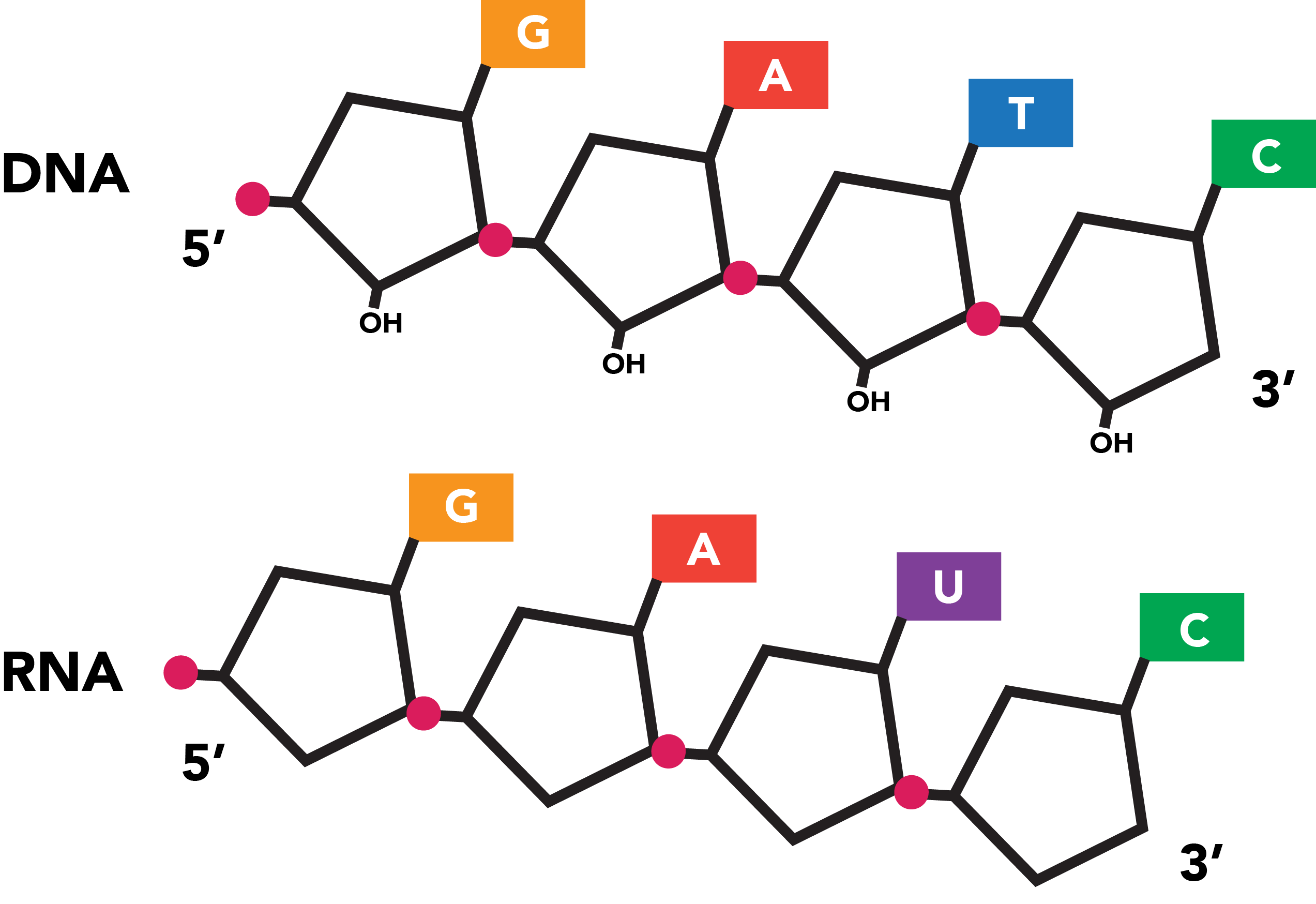 DNA versus RNA