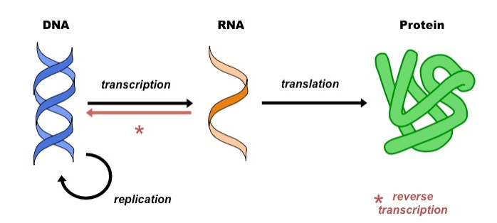 The double helix