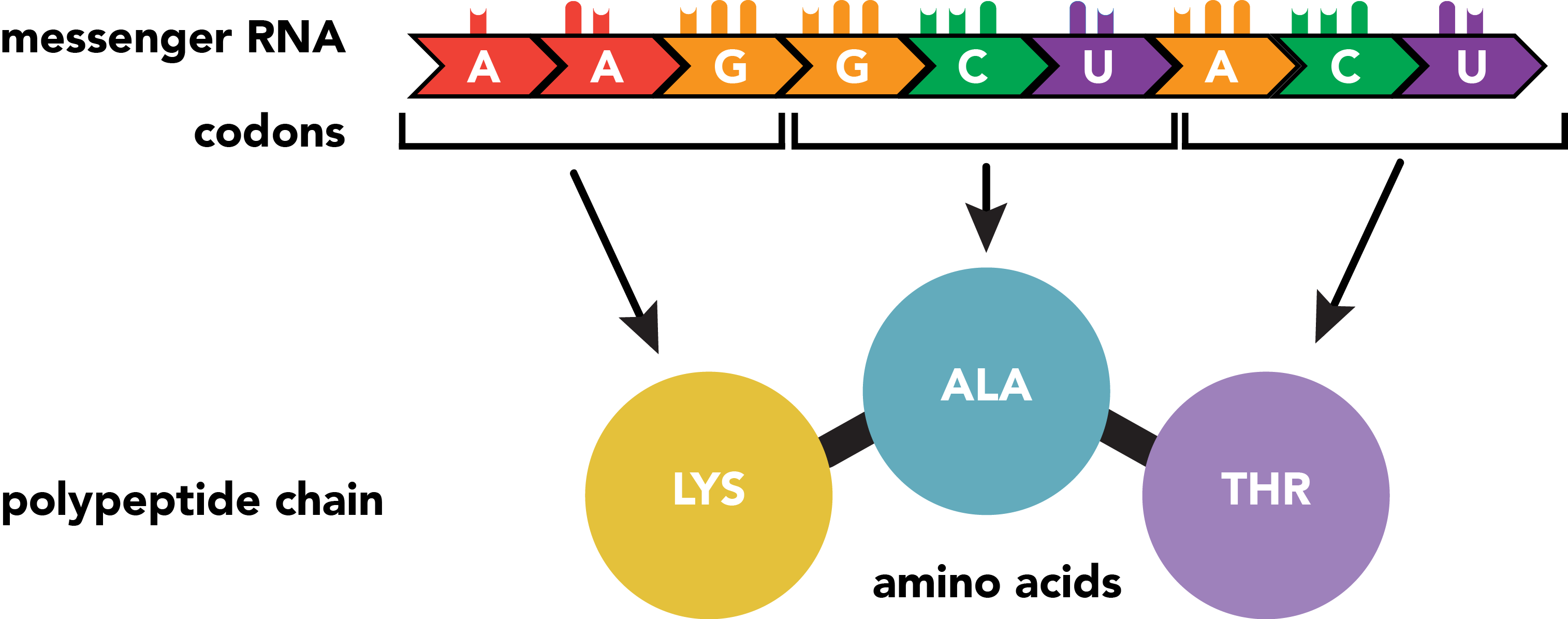 Codons