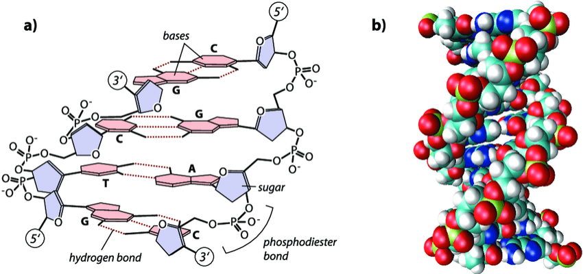 More DNA