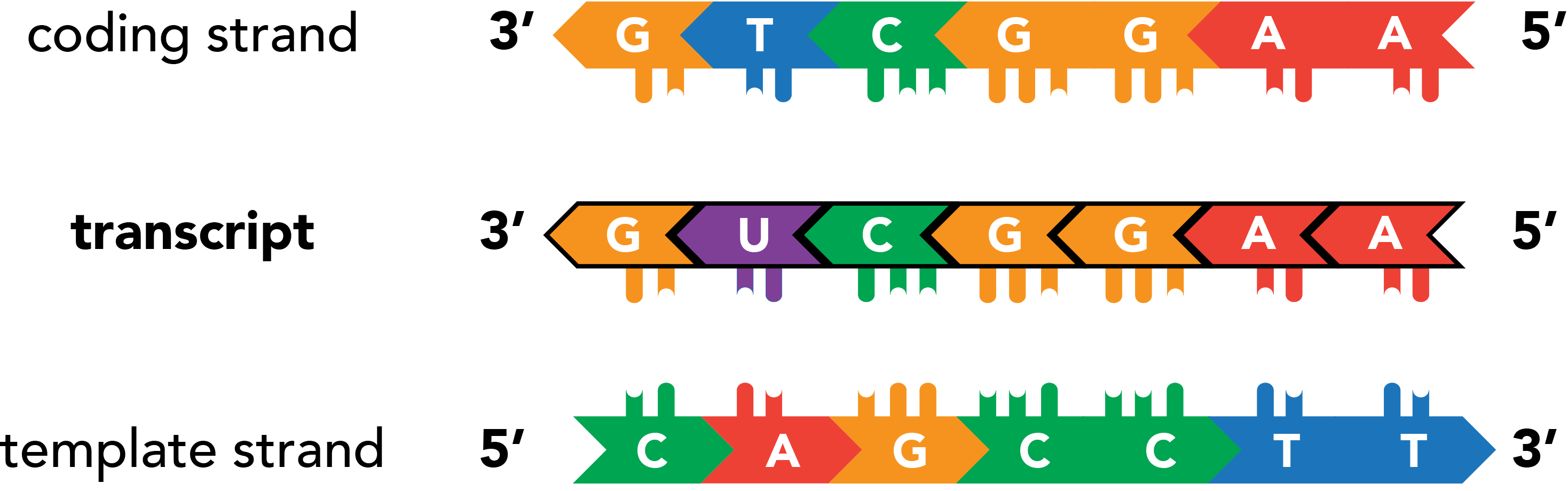 Comparison between transcript, coding, and template strands