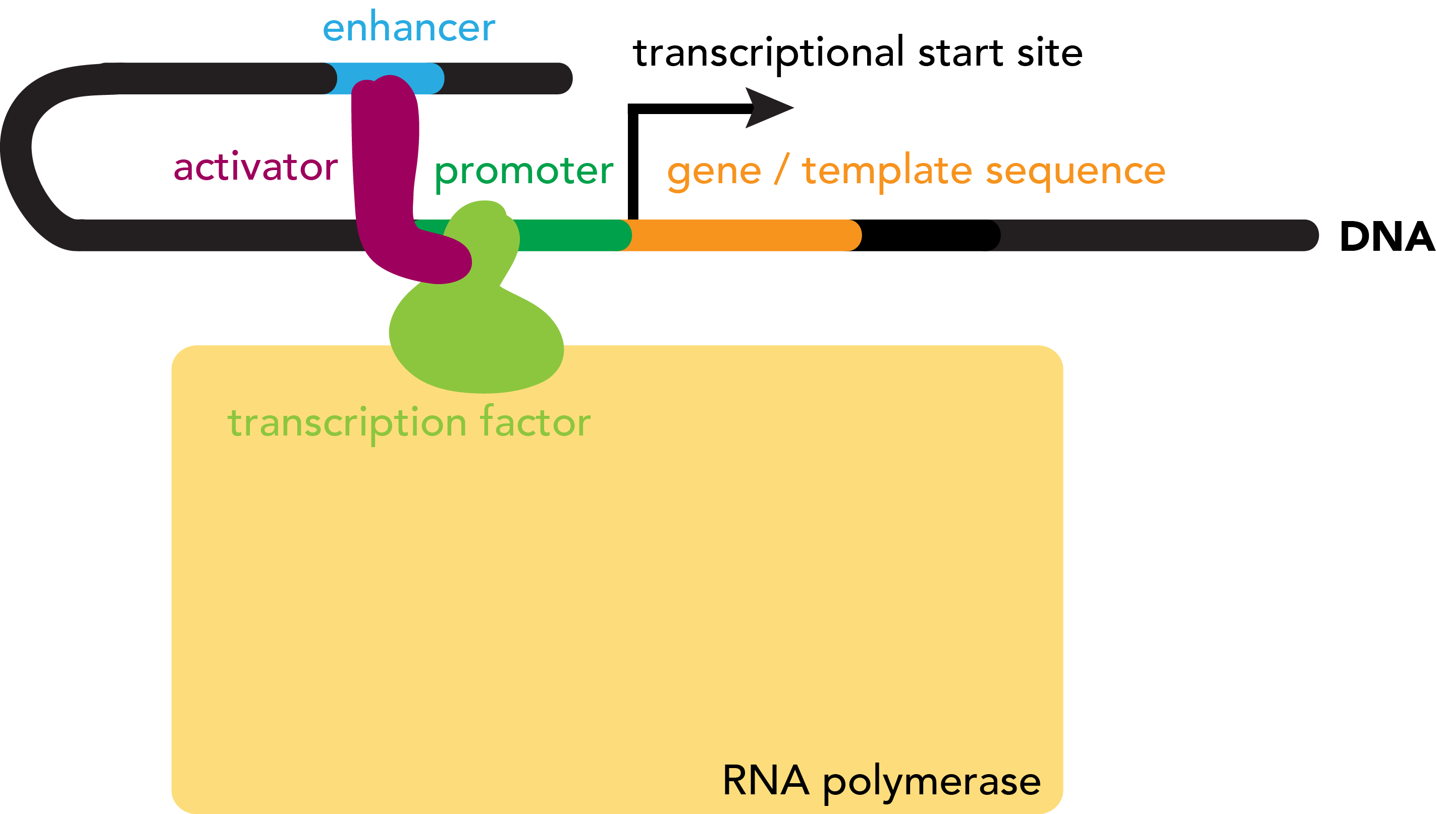 Gene regulation
