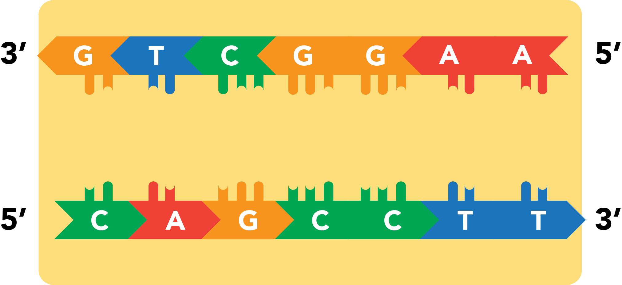 Transcription: denaturation