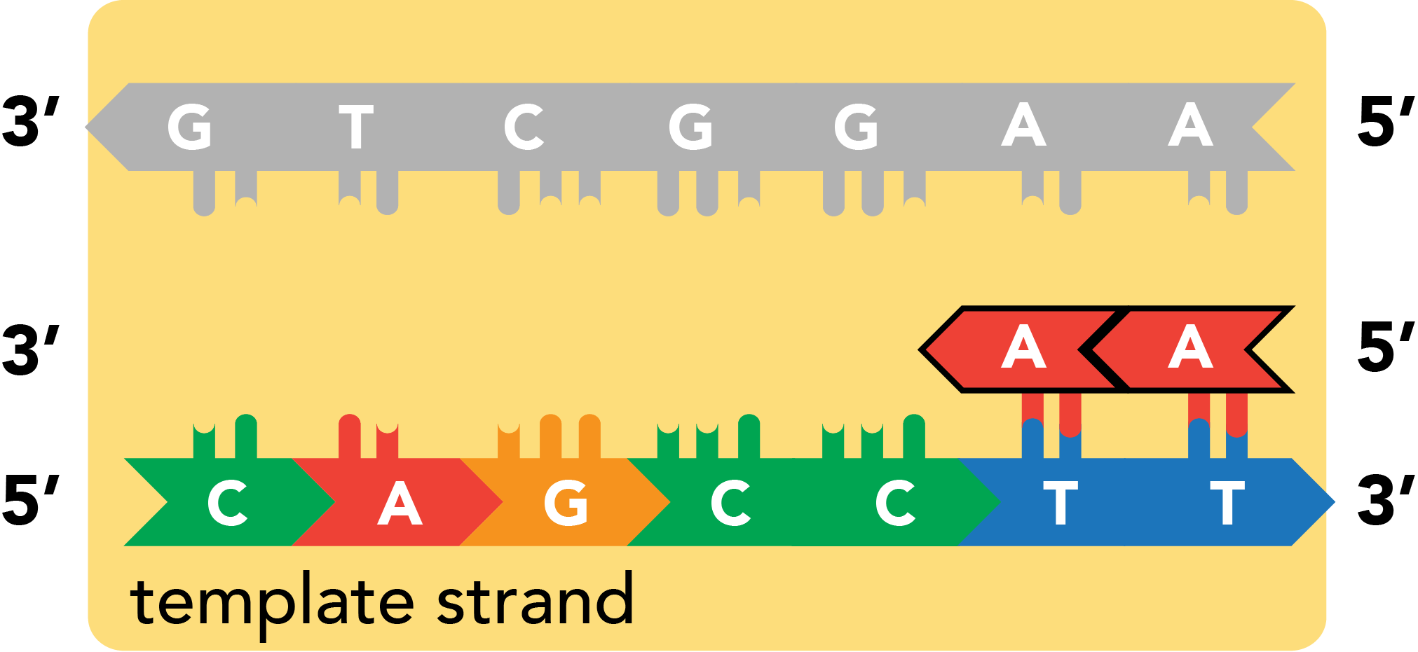 Transcription: annealing