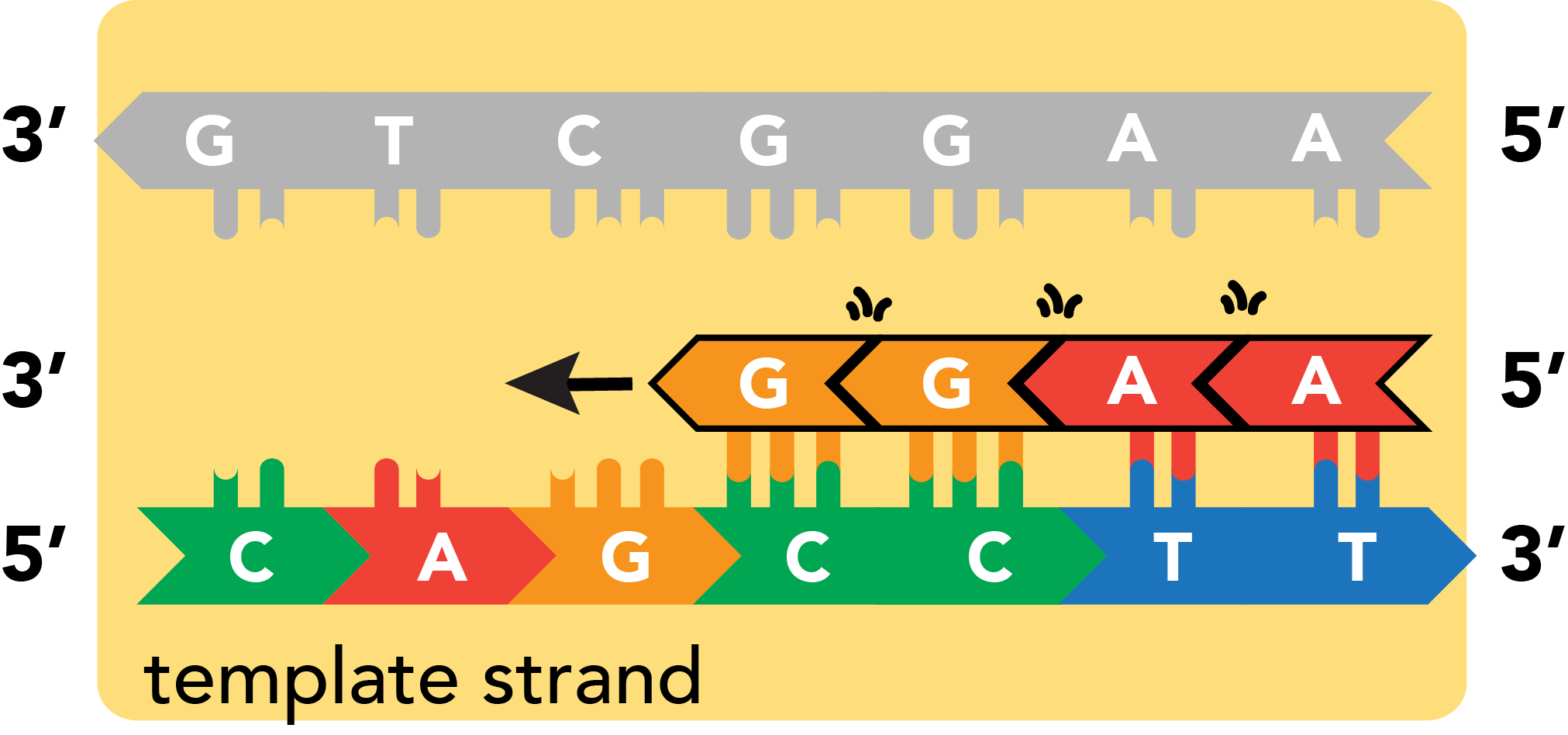 Transcription: elongation