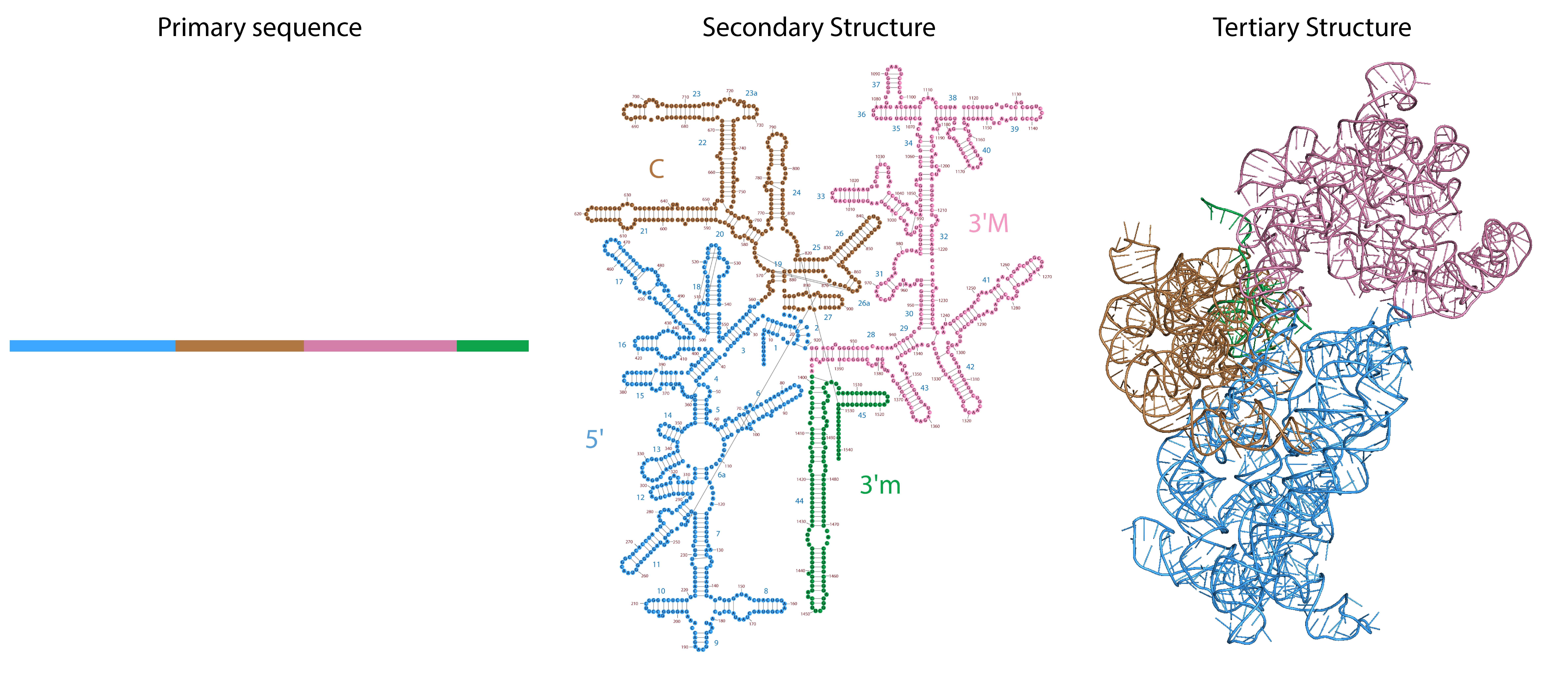 Small Subunit rRNA